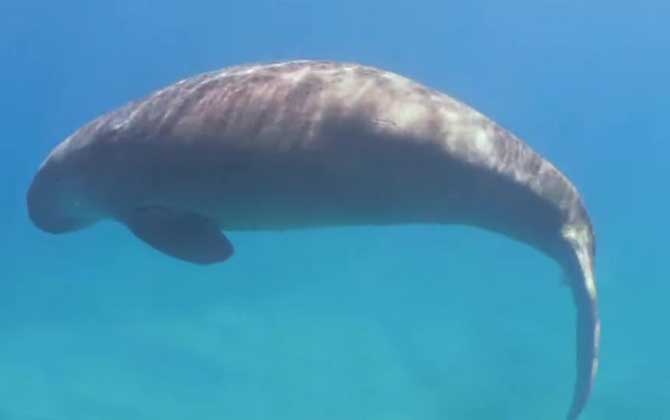 儒艮和海牛的区别