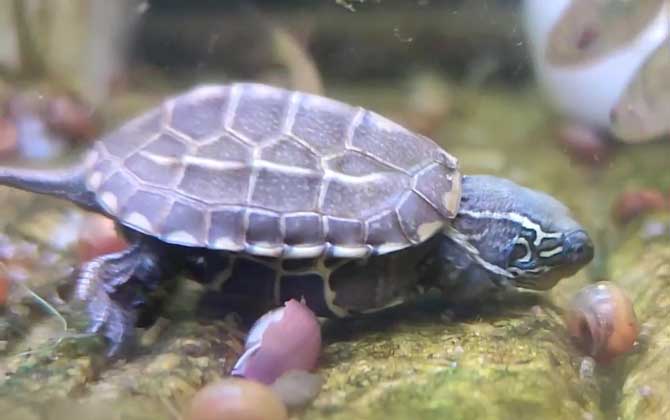 乌龟吃饱了还会继续吃吗？