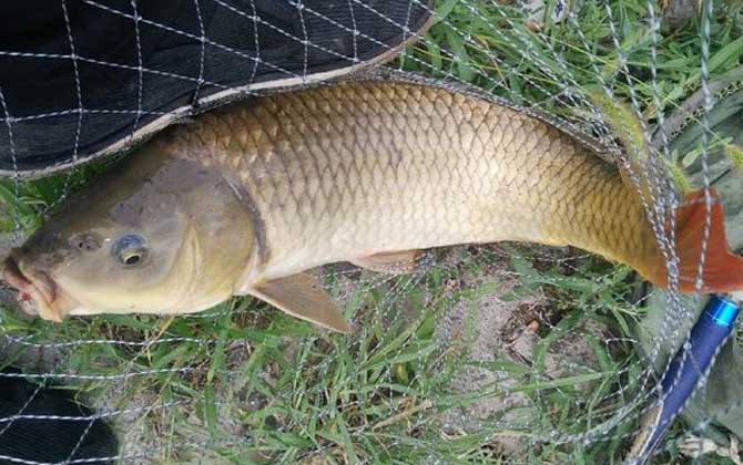 反底钓法的优点和缺点