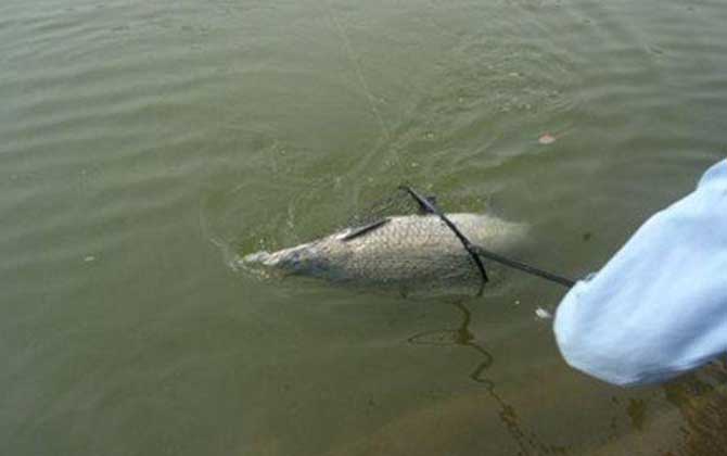 钓青鱼调漂的正确方法