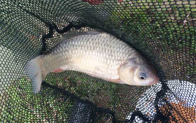 冬季钓鲫鱼调几目钓几目最好？