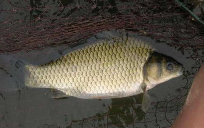 跑铅钓法适合钓什么鱼？