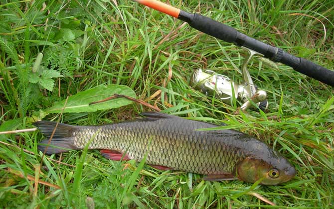 钓草鱼怎么调漂最好?