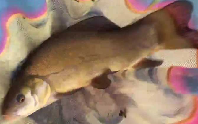 钓丁桂鱼怎么调漂最好？