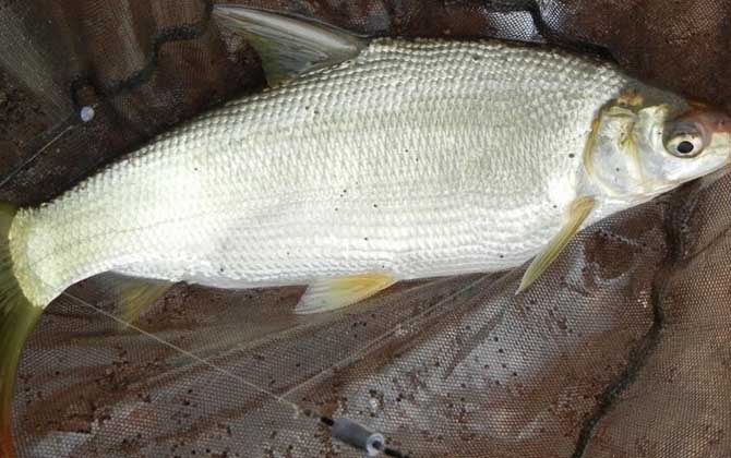 一天钓黄尾的最佳时间