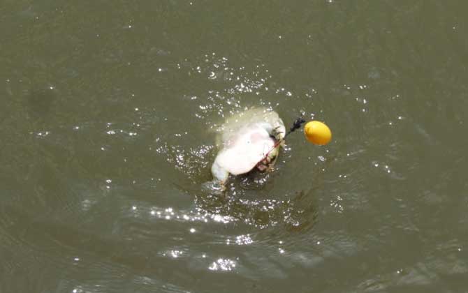 钓甲鱼要离岸多远放钩?