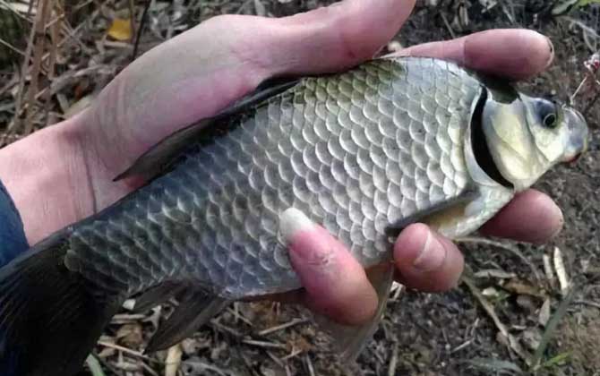 冬天可以野钓鲫鱼吗？