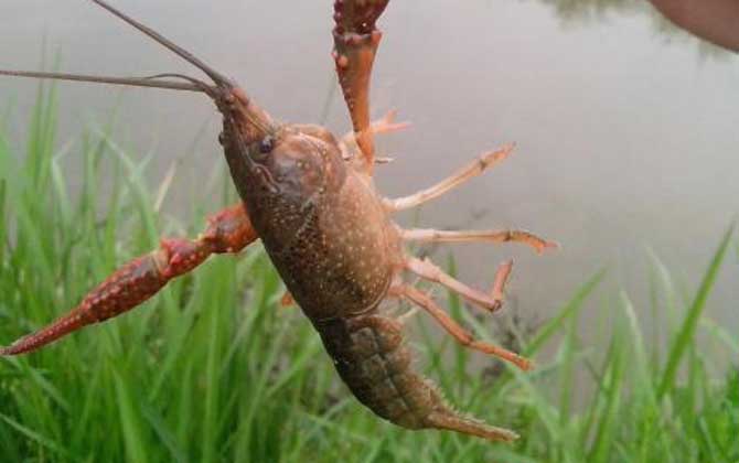 什么时候钓小龙虾最合适？