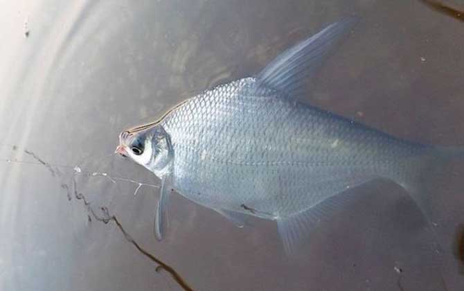 春季钓鳊鱼什么时候最好钓?
