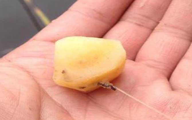 什么季节用红薯钓鱼效果好？