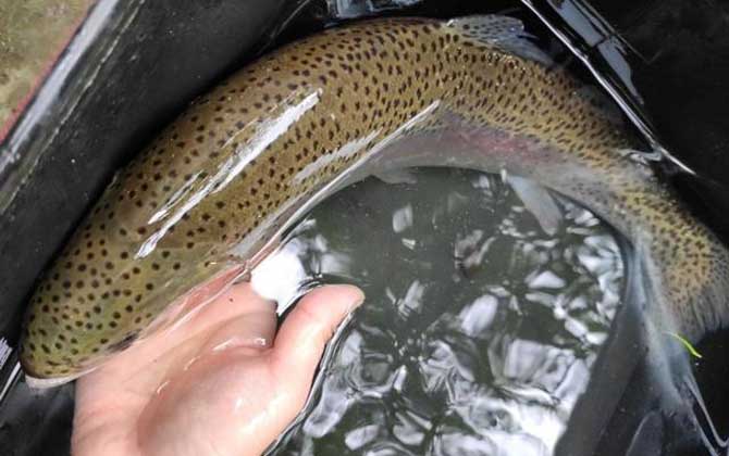 路亚钓鳟鱼用什么拟饵好