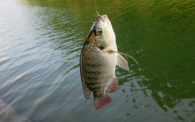 钓罗非鱼用什么钓最好