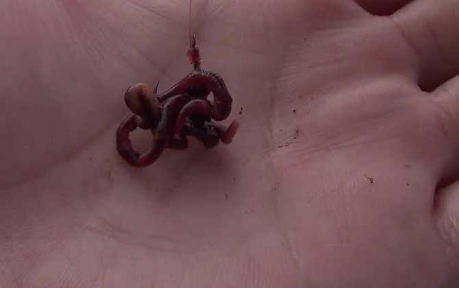 深秋钓鱼用什么饵料最好