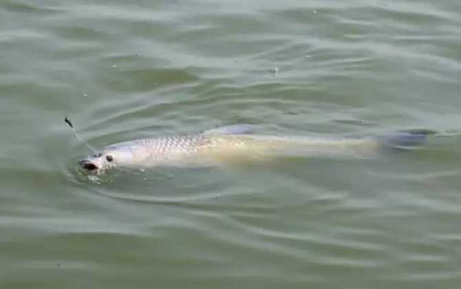 蓝莓和葡萄哪个钓青鱼好