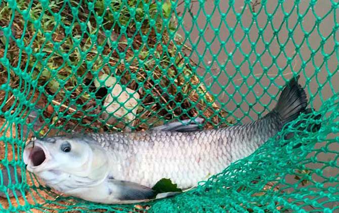 春季钓青鱼用什么饵料最好