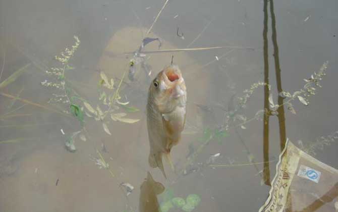 秋季野钓鲫鱼用什么饵料最佳