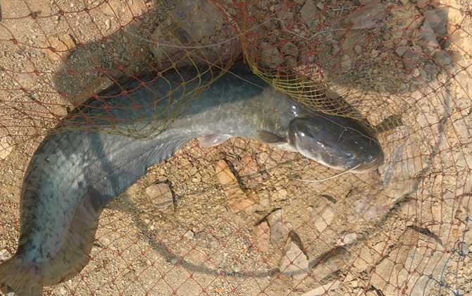 泥鳅钓鲶鱼效果怎么样