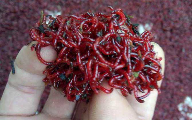 什么时候用红虫钓鱼最好