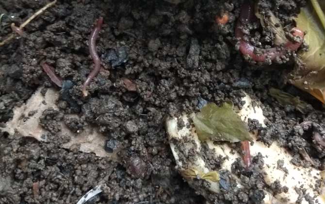 排名第一的鱼饵是什么饵