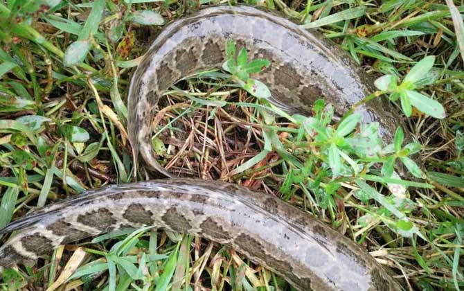 钓黑鱼用什么东西最好