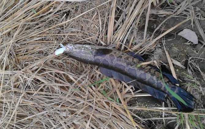 黑鱼喜欢吃什么诱饵容易上钩