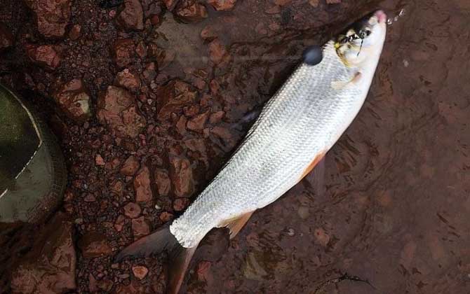 夏季钓黄尾鱼用什么饵料