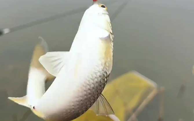 钓鲻鱼用什么饵料好钓
