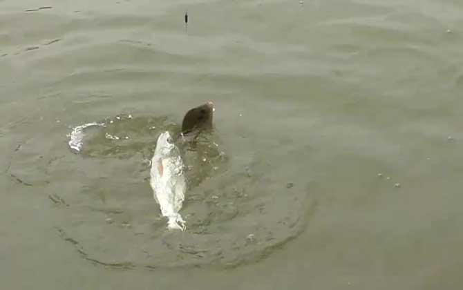 钓土鲮鱼用什么饵料最好