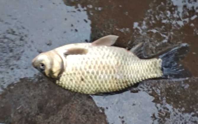 初冬钓鲫鱼用什么饵料