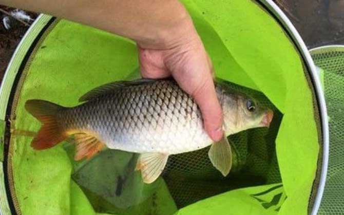 蚯蚓钓鲤鱼几率大吗