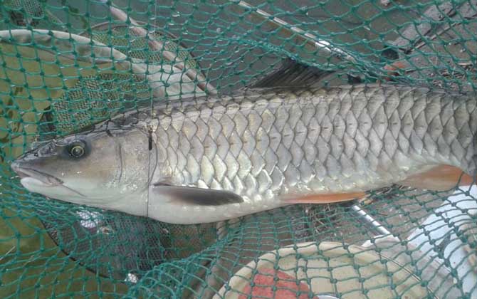 军鱼用什么饵料钓比较好