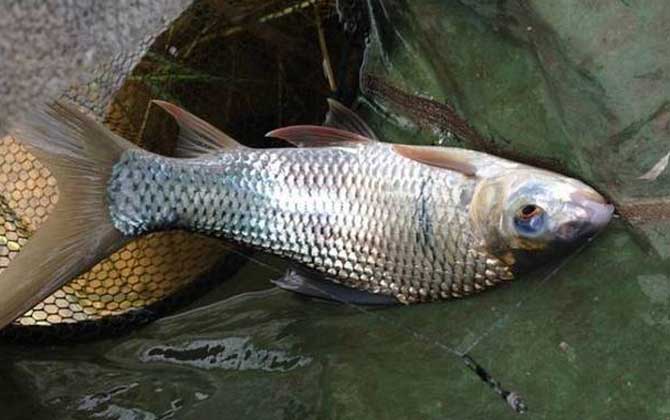 钓鲮鱼用什么打窝