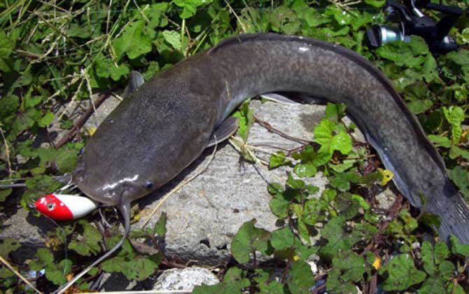 路亚鲶鱼用什么假饵最好