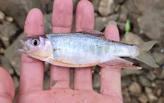 钓马口鱼用什么打窝最好