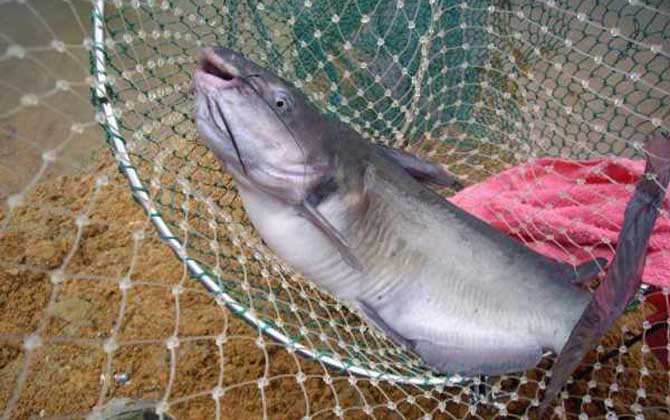 用什么饵料钓鲶鱼最快