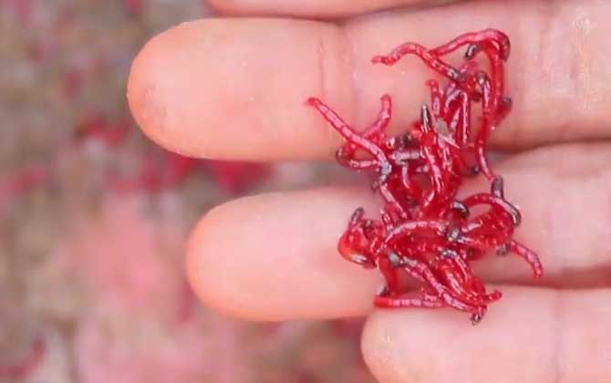 冬季钓鱼用红虫还是蚯蚓