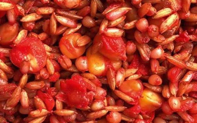 在家怎样配钓鱼打窝料