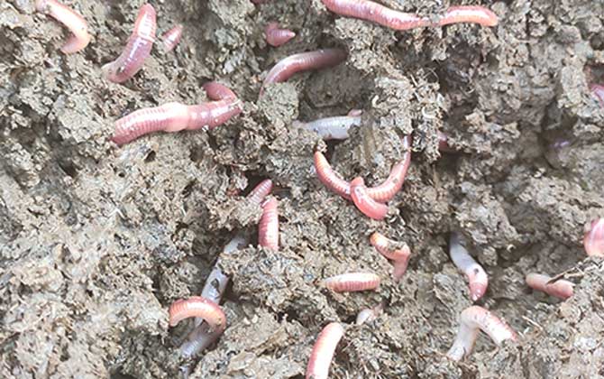 蚯蚓没有眼睛是正确的还是错的