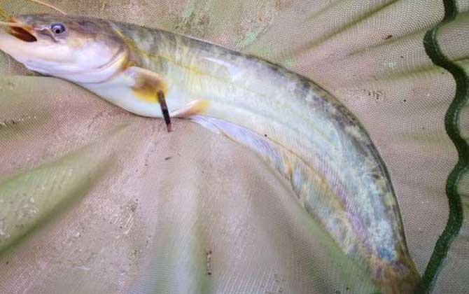 鲶鱼用什么饵料钓最好