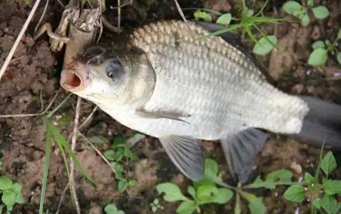 钓鲫鱼用蚯蚓好还是饵料好