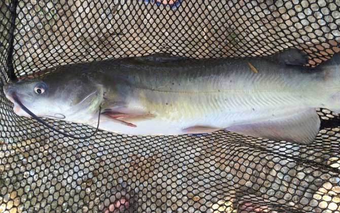 钓叉尾鮰鱼最佳诱饵是什么
