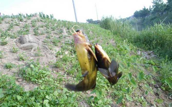 8号伊豆鱼钩适合钓什么鱼