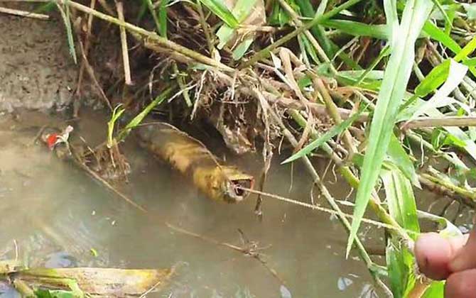 钓黄鳝的钩子哪种效果最好