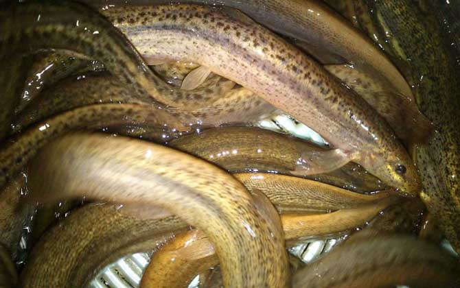 钓泥鳅用什么钩最好