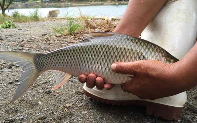钓鲮鱼用什么漂好