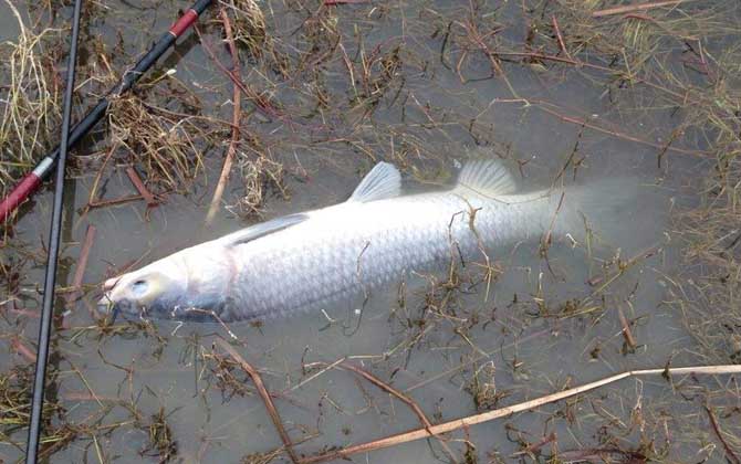传统钓配多长的线
