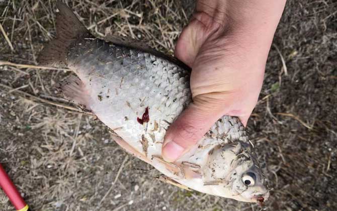 钓鲫鱼伊豆钩好还是伊势尼钩好