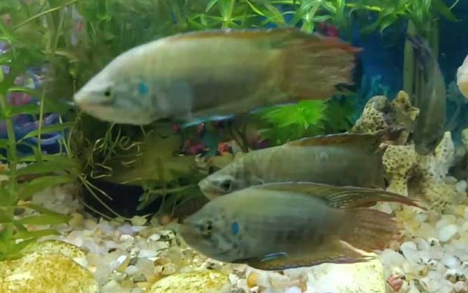 中国斗鱼是什么鱼