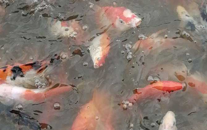 锦鲤买大的还是买小的