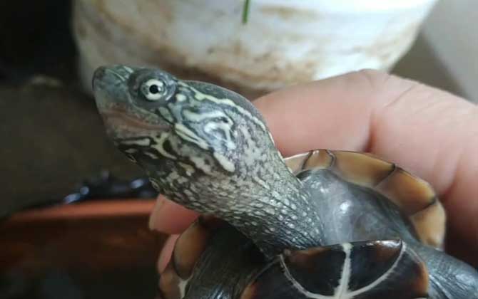 乌龟能吃葡萄吗